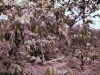 Plantation de café c.jpg