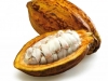 cacao-fruit-cameroon-view1.jpg