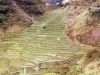 CRICE Manilla 007.jpg