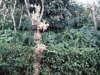 PAdV at Sarmiento Coffee Plantation Cavite b.jpg